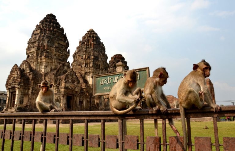 Lopburi monos Ayutthayah Ang thong