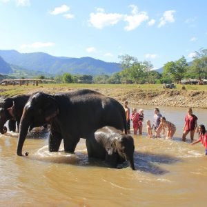 elefantes Tailandia respeto elefantes Tailandia respeto