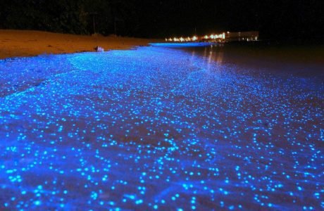 fluorescente 4 islas four islands guia en tailandia