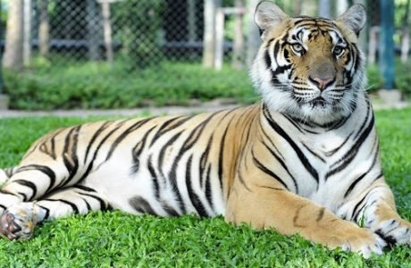 tiger kingdom templos tribus